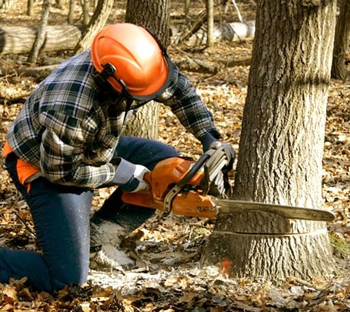 Tree Removal in Wales, AK
